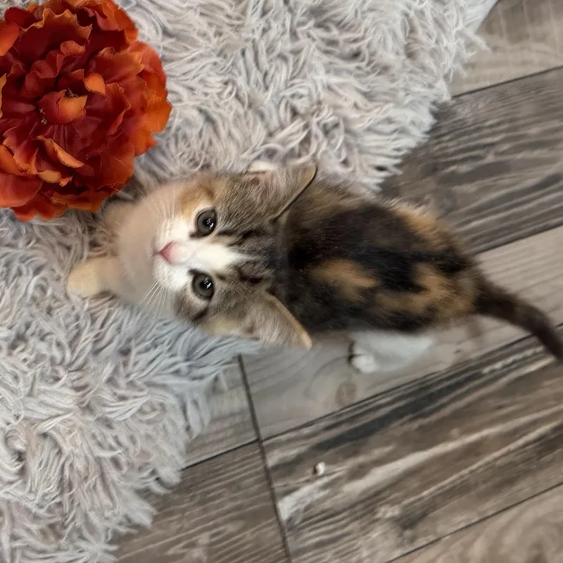 A baby medium-sized female Calico cat named Carly for adoption in Denver, NC