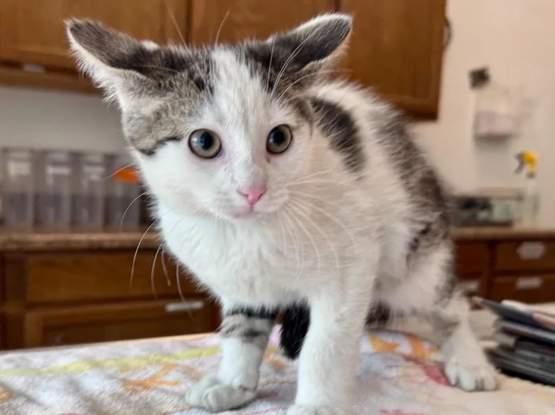 A baby small-sized male Tabby cat named Pumba for adoption in Powell, OH