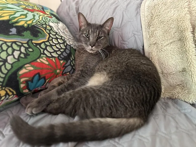 An adult large-sized male Gray / Blue / Silver Domestic Short Hair cat named Milo Mike for adoption in Dallas, TX