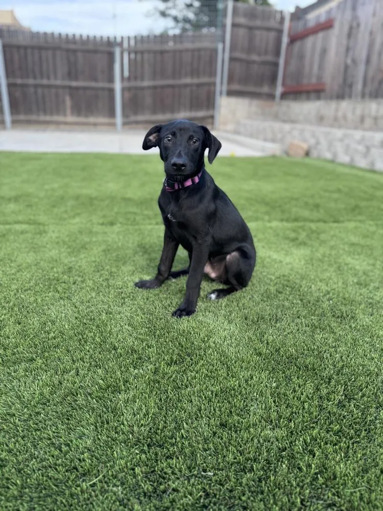 A baby medium-sized male Black Labrador Retriever dog named Nash for adoption in Pleasant Hill, CA