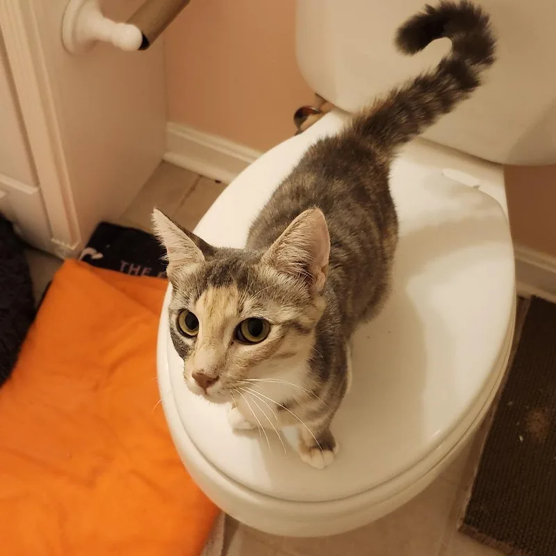 A young medium-sized female Torbie Domestic Short Hair cat named Hurdy Gurdy for adoption in Baltimore, MD