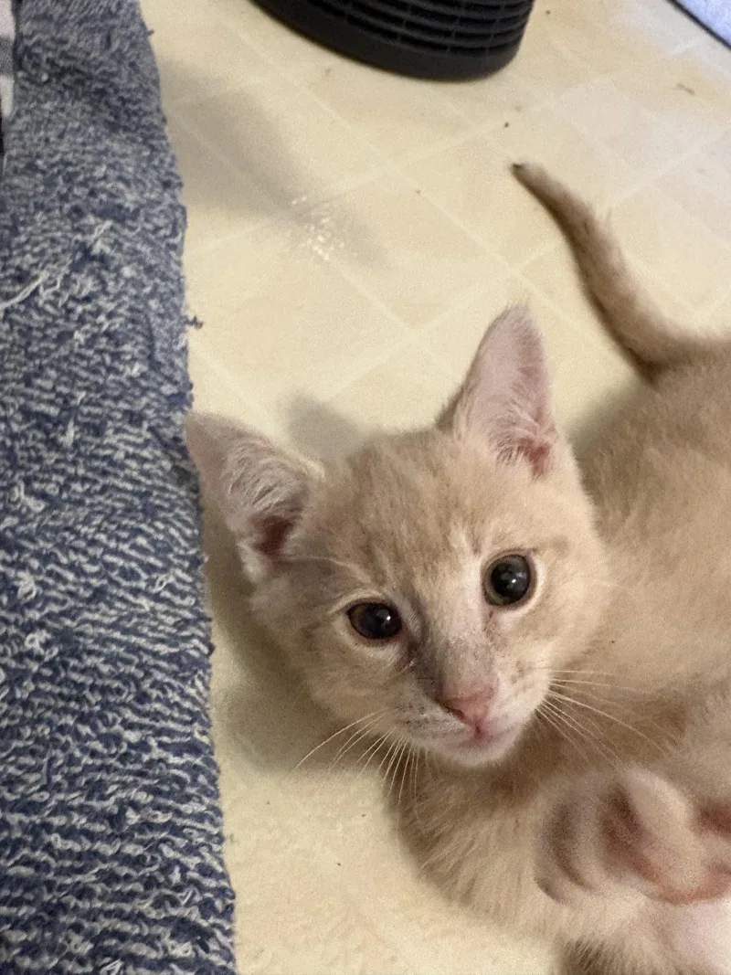 A baby medium-sized male Buff / Tan / Fawn Domestic Short Hair cat named Hank for adoption in Toledo, OH