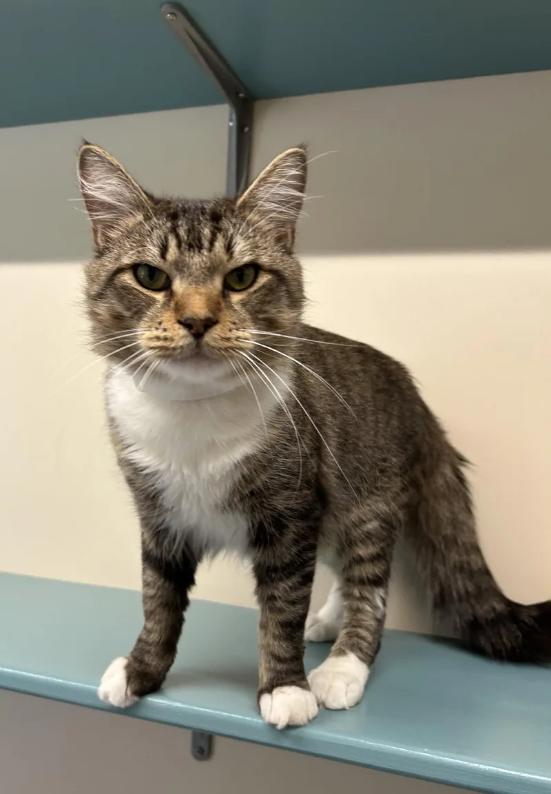 An adult large-sized male Domestic Medium Hair cat named Frankie for adoption in Arlington, VT