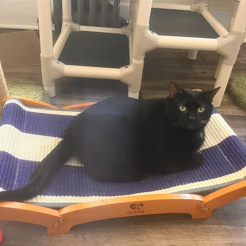 A senior large-sized female Black Domestic Short Hair cat named Nebby for adoption in Pittsburgh, PA