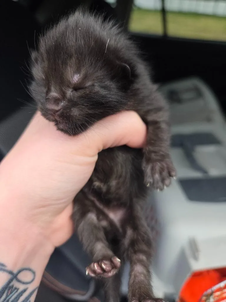 A baby medium-sized female Domestic Long Hair cat named Molly for adoption in Johnson City, TN