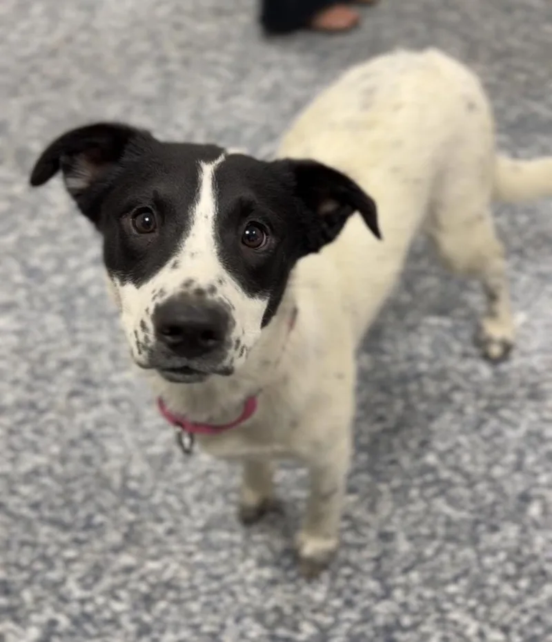 An adult large-sized female Tricolor (Brown, Black, & White) Australian Shepherd dog named Velma for adoption in Bemidji, MN