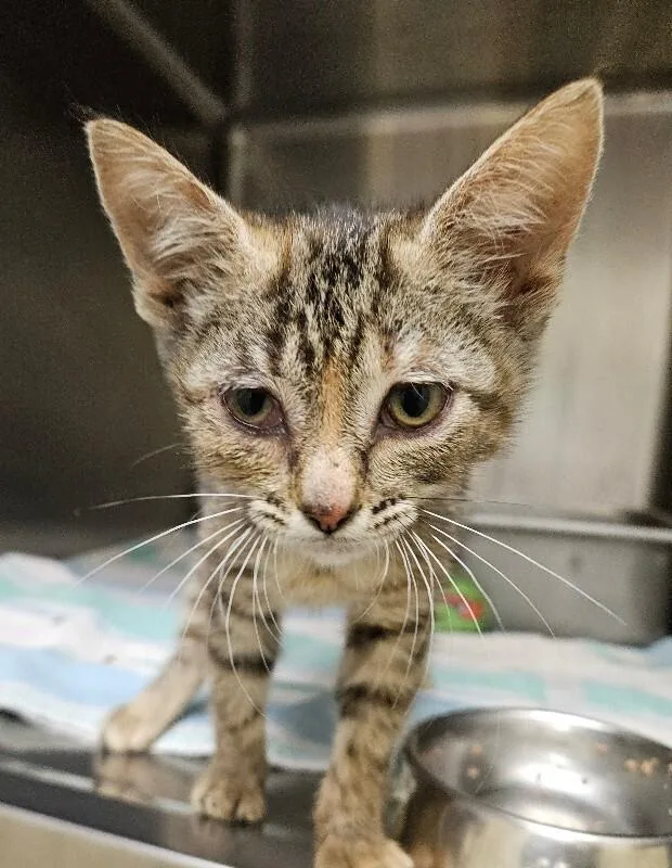 A young medium-sized female Tabby (Gray / Blue / Silver) Domestic Short Hair cat named Pancake for adoption in Disputanta, VA