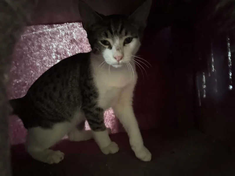 A baby medium-sized male Domestic Short Hair cat named Cinder for adoption in Forest, VA