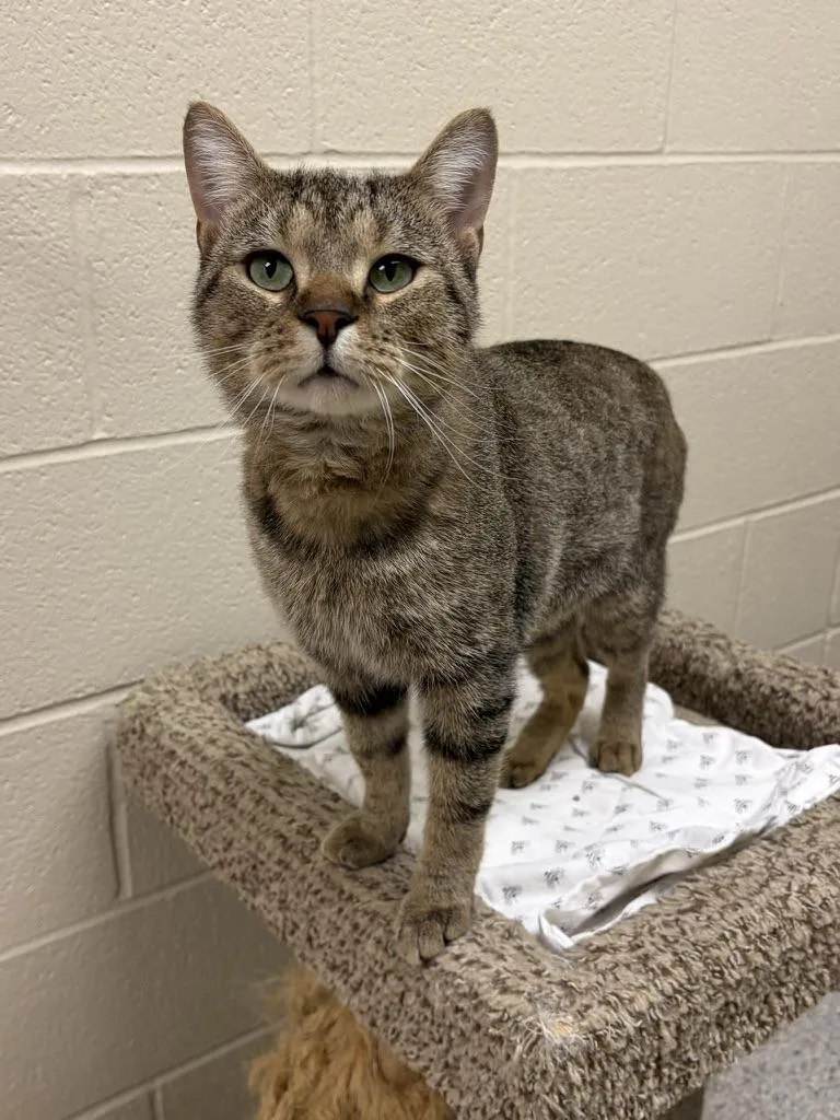 An adult medium-sized male Domestic Short Hair cat named Cupid for adoption in Valparaiso, IN