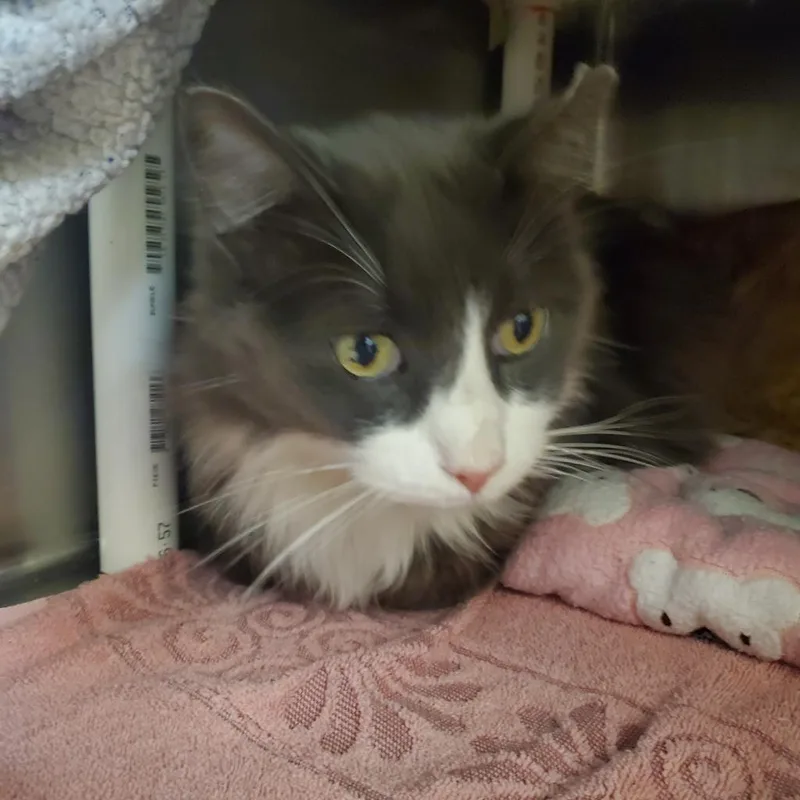 A senior medium-sized male Gray / Blue / Silver Domestic Medium Hair cat named Oryx for adoption in Murray, UT