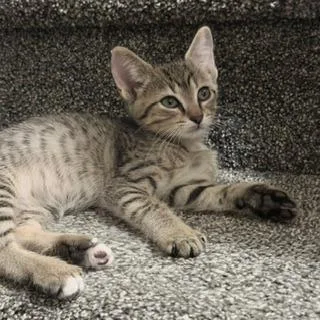 A baby small-sized male Brown / Chocolate Domestic Short Hair cat named Potato for adoption in West Des Moines, IA