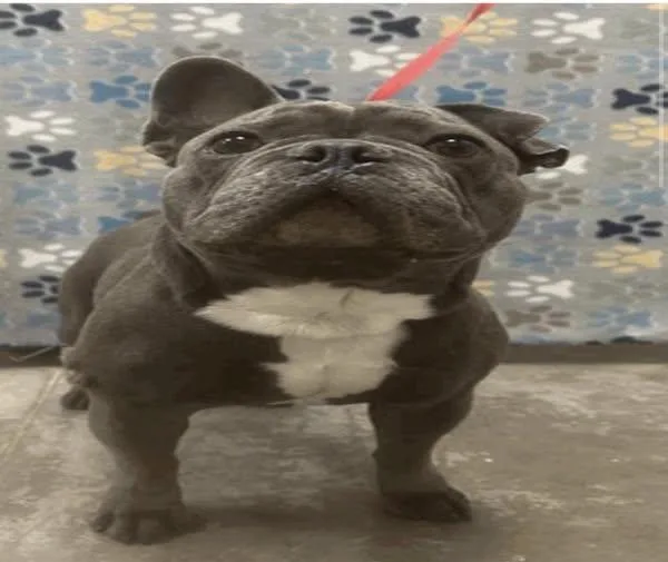 An adult medium-sized male Gray / Blue / Silver French Bulldog dog named Marquis for adoption in Houston, TX