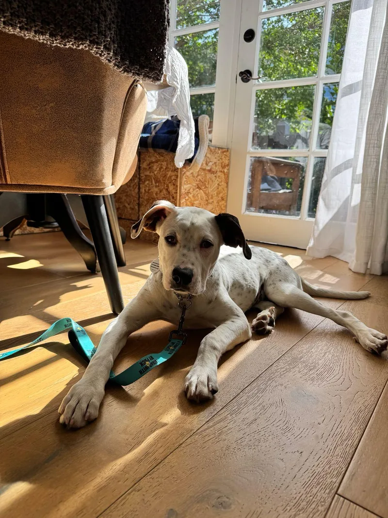 A baby medium-sized female White / Cream Dalmatian dog named Junie for adoption in Los Angeles, CA