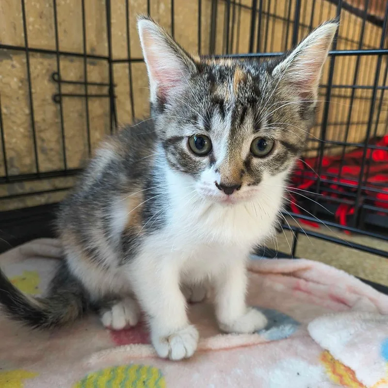 A baby small-sized female Torbie Domestic Short Hair cat named Moana for adoption in Deerfield, IL