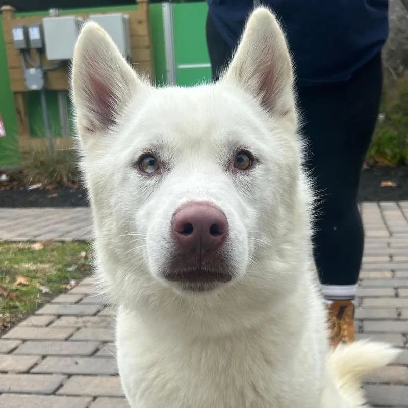 An adult medium-sized male White / Cream Siberian Husky dog named Salmon for adoption in Calverton, NY