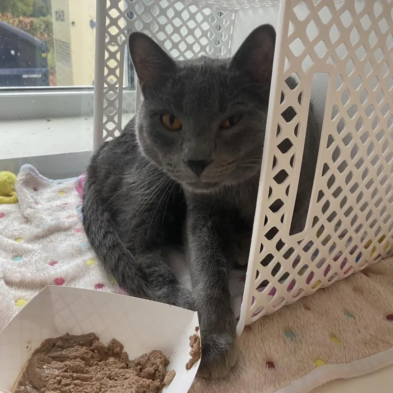 An adult large-sized male Gray / Blue / Silver Domestic Short Hair cat named Glint for adoption in Binghamton, NY