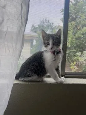 A baby small-sized female Brown / Chocolate Domestic Short Hair cat named Roxy for adoption in La Jolla, CA