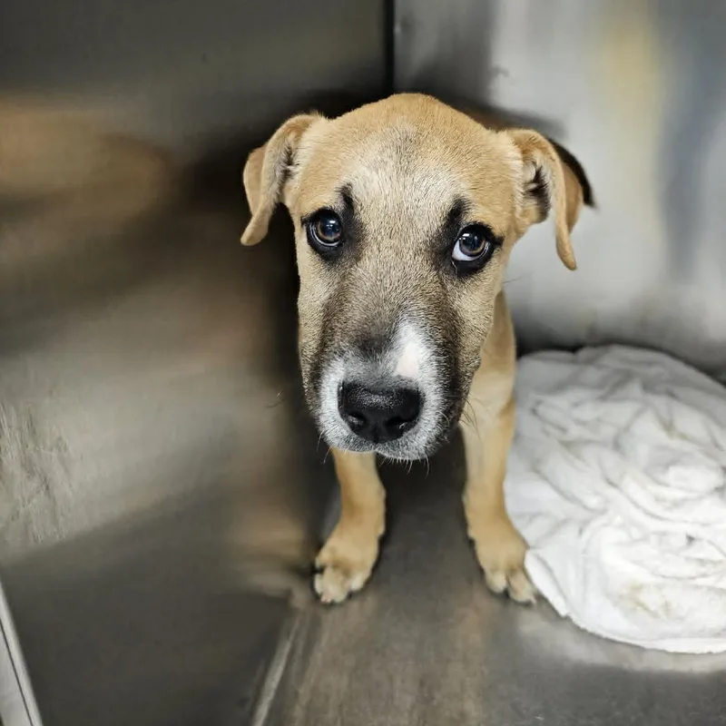 A baby large-sized male Yellow / Tan / Blond / Fawn Mixed Breed dog named Nibs for adoption in Martinsville, VA