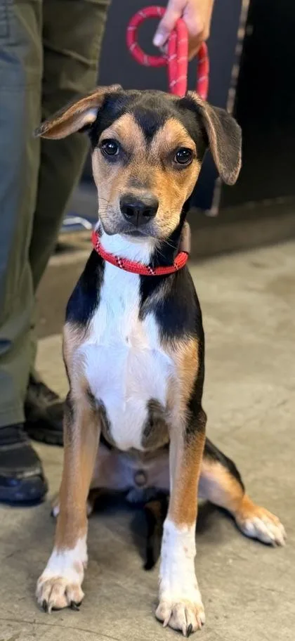 A young small-sized male Beagle dog named Jax for adoption in Bowling Green, KY