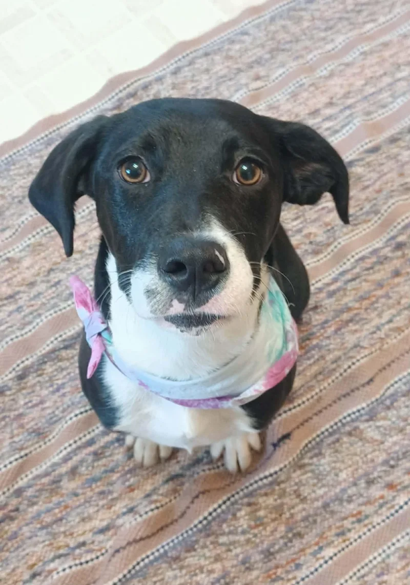 A young medium-sized female Black Mixed Breed dog named Delilah for adoption in Kenosha, WI