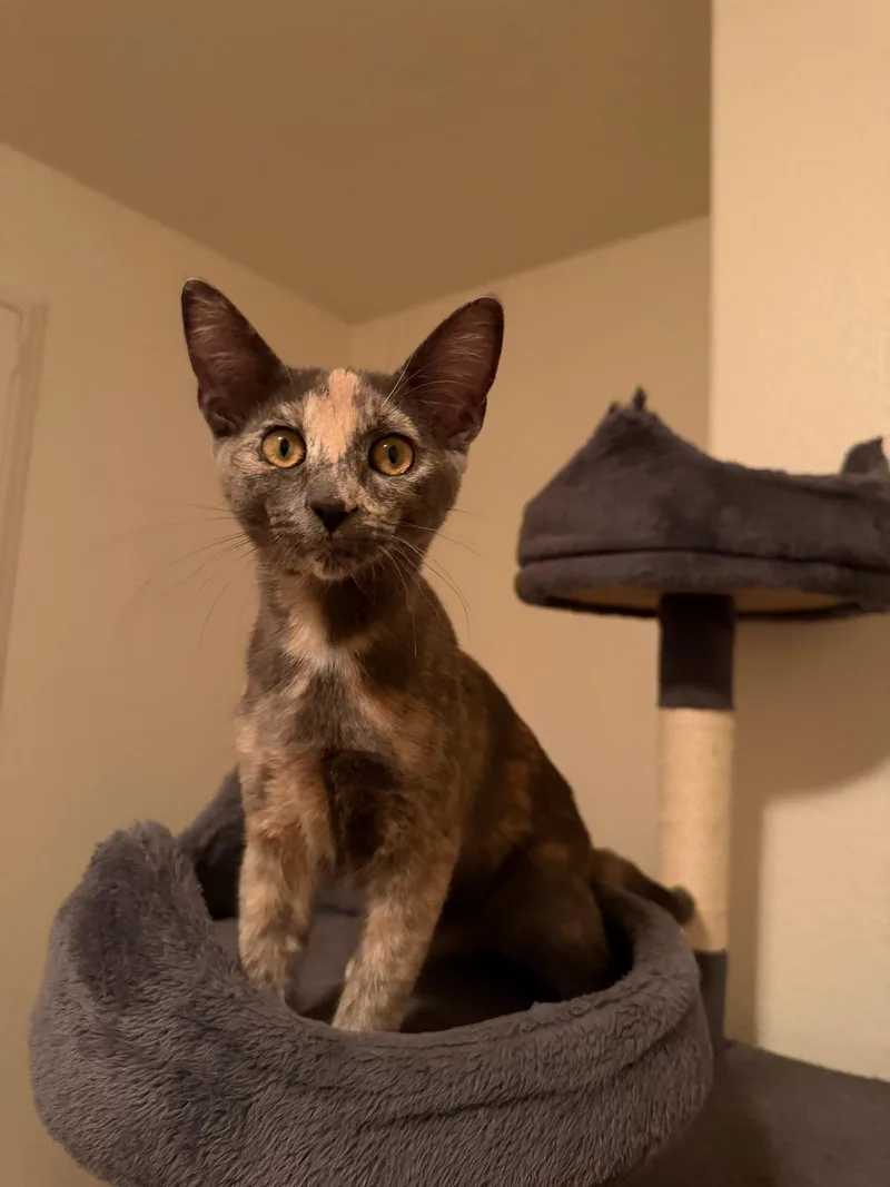 A baby medium-sized female Dilute Tortoiseshell Domestic Short Hair cat named Shiitake for adoption in Davis, CA