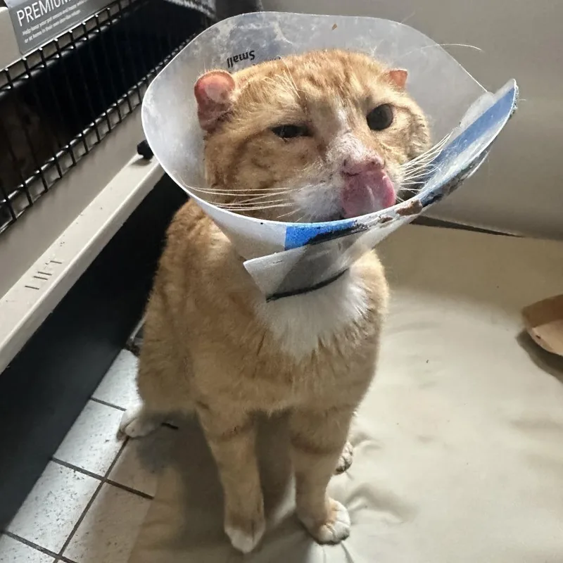 Papa Patrick thumbnail 2