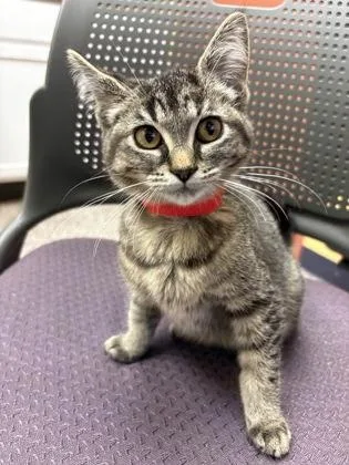 A baby small-sized female Domestic Short Hair cat named Melrose for adoption in Westland, MI