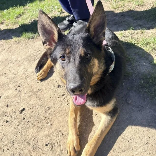 An adult large-sized female German Shepherd Dog dog named Laika for adoption in Toledo, OH