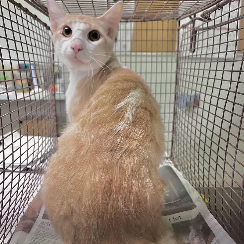 A young medium-sized male Domestic Short Hair cat named Geoffrey for adoption in Los Angeles, CA