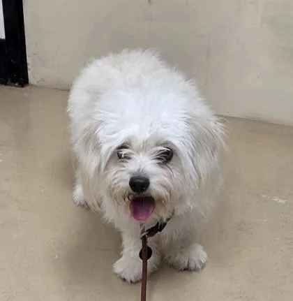 An adult small-sized male Maltese dog named Theodore for adoption in Phoenix, AZ