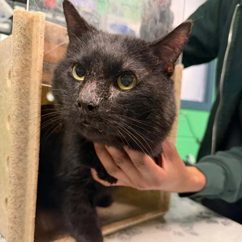 An adult medium-sized male Black Domestic Short Hair cat named Steffon for adoption in Philadelphia, PA
