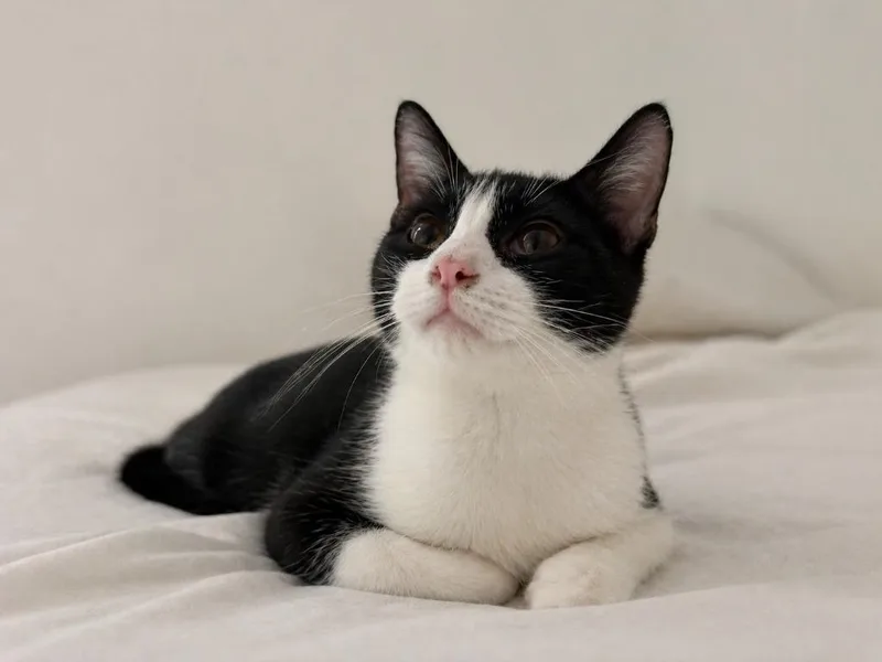 A baby small-sized male Domestic Short Hair cat named Lucio for adoption in New Braunfels, TX