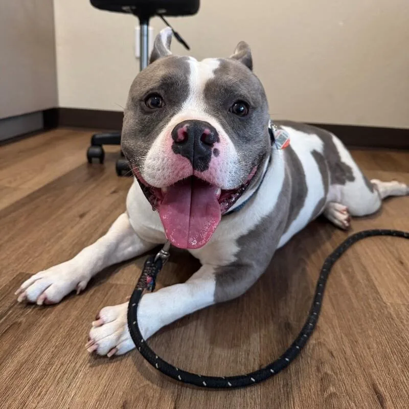An adult medium-sized male American Bulldog dog named Tyler Burt for adoption in lawton, OK