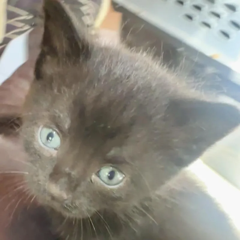A baby small-sized male Black Domestic Short Hair cat named Ollie for adoption in Saratoga Springs, NY