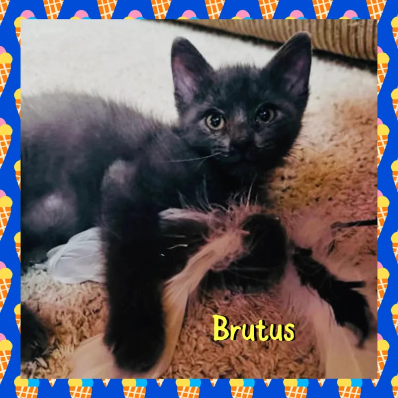 Brutus