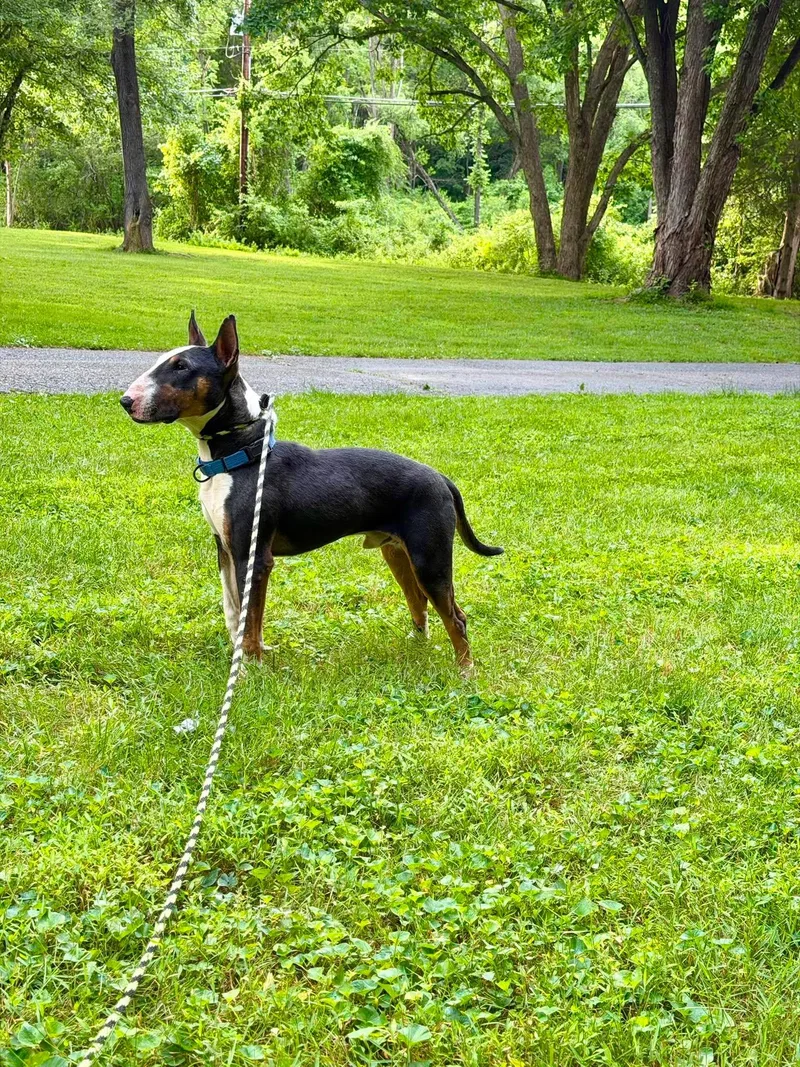 An adult large-sized male Bull Terrier dog named Tank for adoption in New York, NY