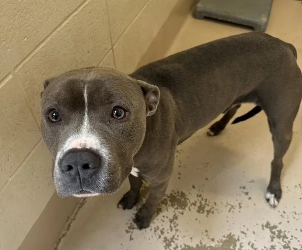 An adult large-sized male Pit Bull Terrier dog named Penc Charming for adoption in Lawrenceville, GA