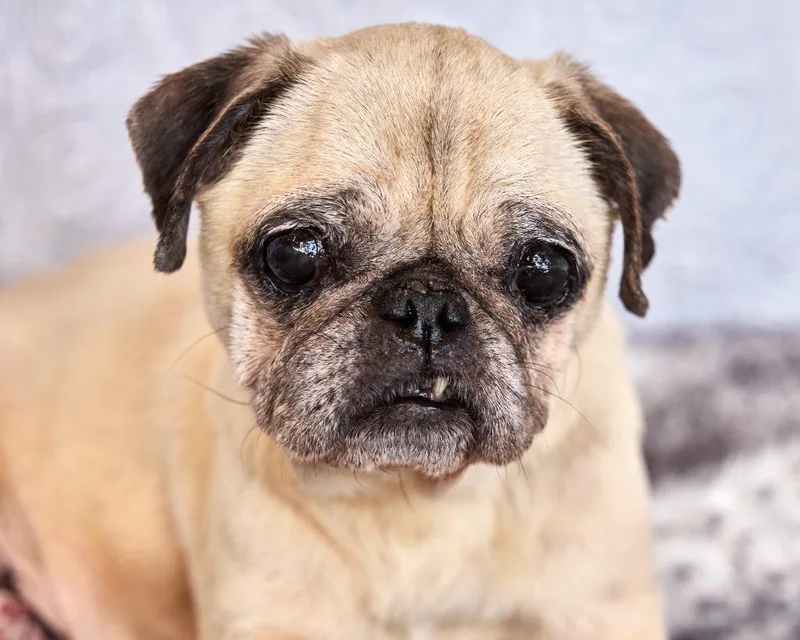 Dumplin' Special Needs