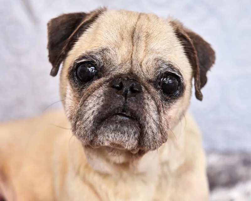 Dumplin' Special Needs thumbnail 5