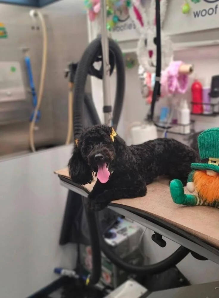 A young small-sized female Cavalier King Charles Spaniel dog named Tiny for adoption in Caldwell, NJ