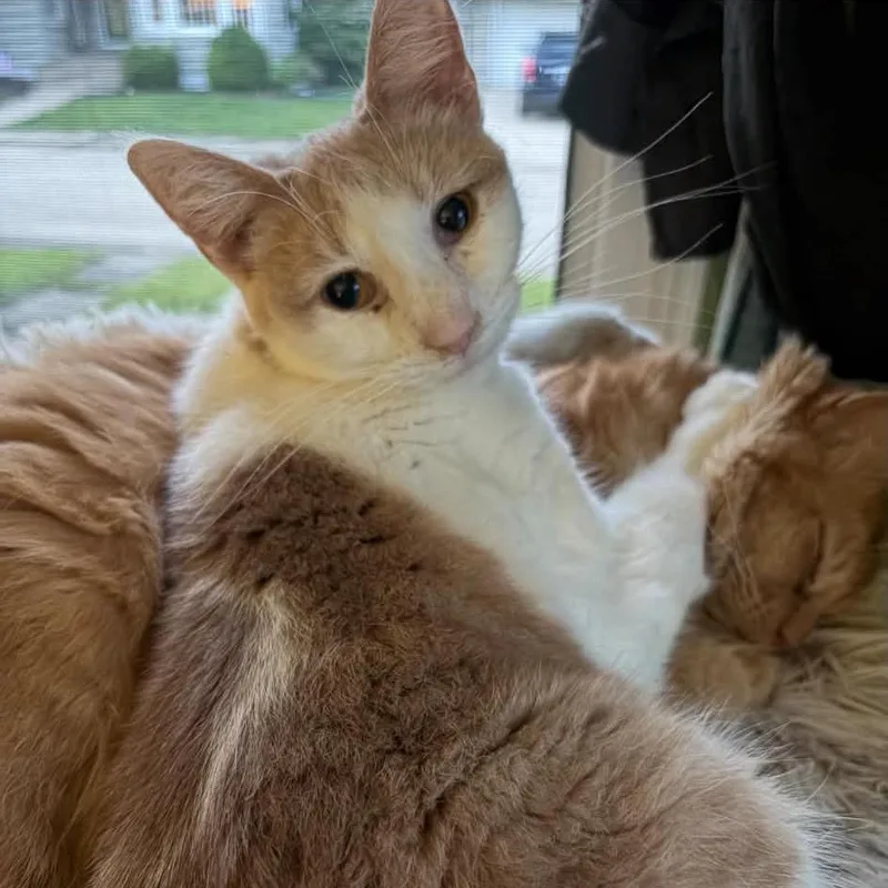 A young small-sized female Orange / Red Domestic Short Hair cat named Archieella for adoption in Chillicothe, IL
