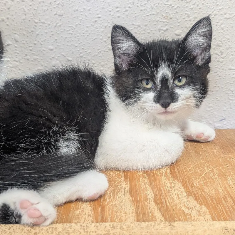 A baby small-sized female Black Domestic Short Hair cat named Amelia for adoption in Prairie du Chien, WI