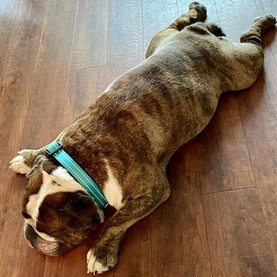 An adult large-sized male Red / Chestnut / Orange English Bulldog dog named Frank for adoption in Turlock, CA