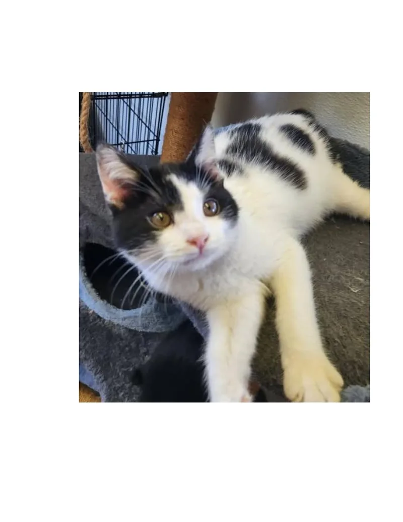 A young medium-sized male Black & White / Tuxedo American Shorthair cat named Cowboy Jack for adoption in Lawrenceburg, KY