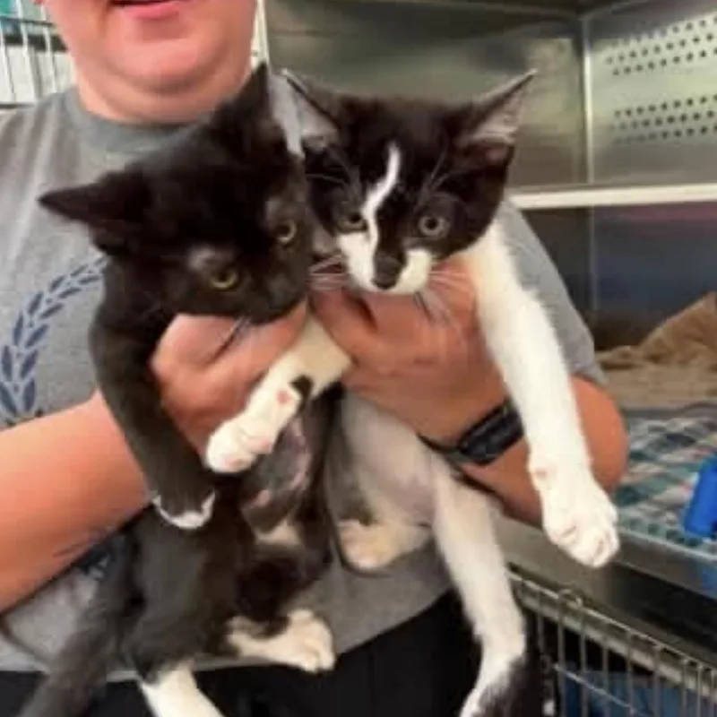 A baby medium-sized male Black & White / Tuxedo Domestic Short Hair cat named Martin for adoption in Cumberland, RI