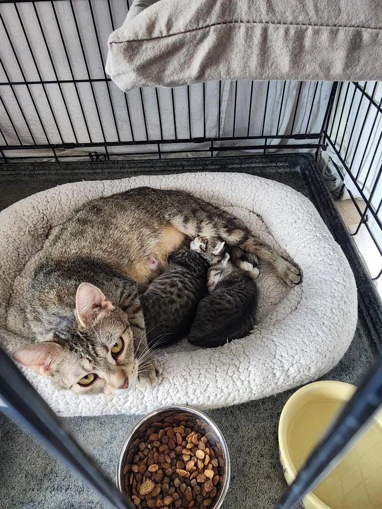 A baby small-sized female Domestic Short Hair cat named Aura for adoption in Rockford, IL