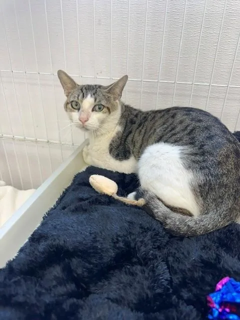 A young medium-sized male Domestic Short Hair cat named Felix for adoption in Naples, FL