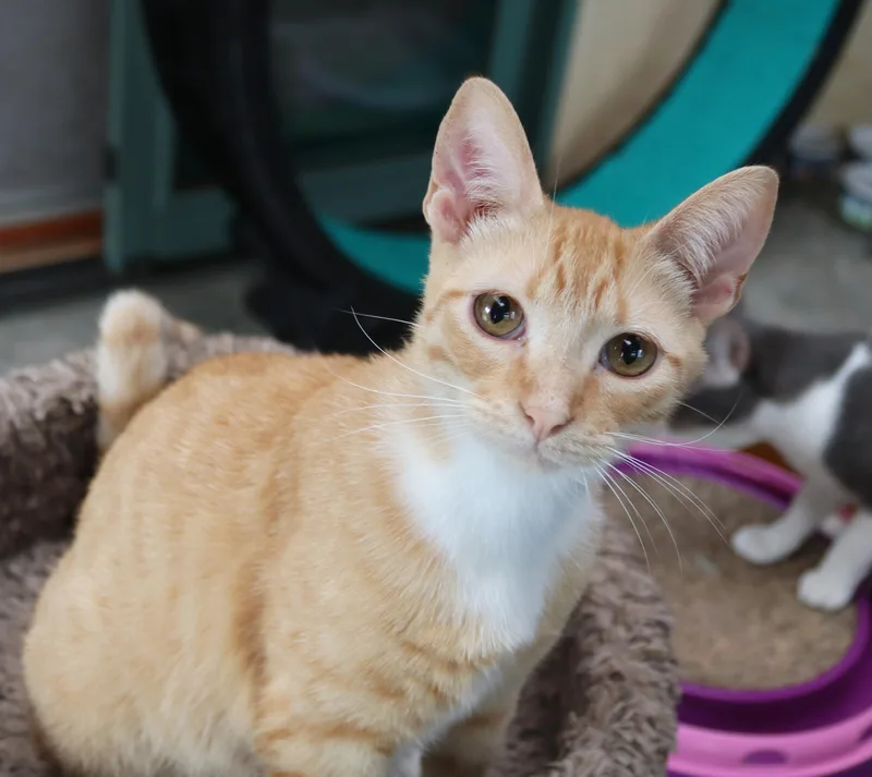 A young medium-sized male Buff / Tan / Fawn Tabby cat named Marty for adoption in San Diego, CA