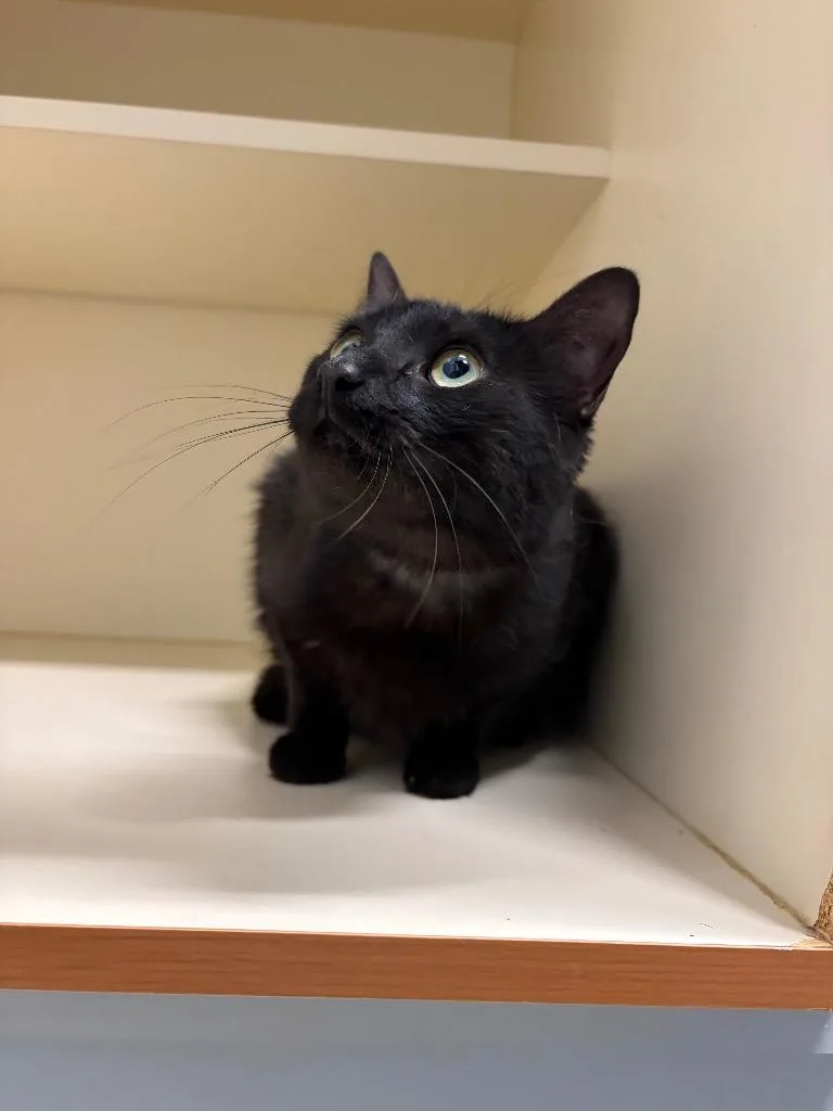 A young medium-sized male Domestic Medium Hair cat named Shrimply Irresistible for adoption in Bloomington, IN