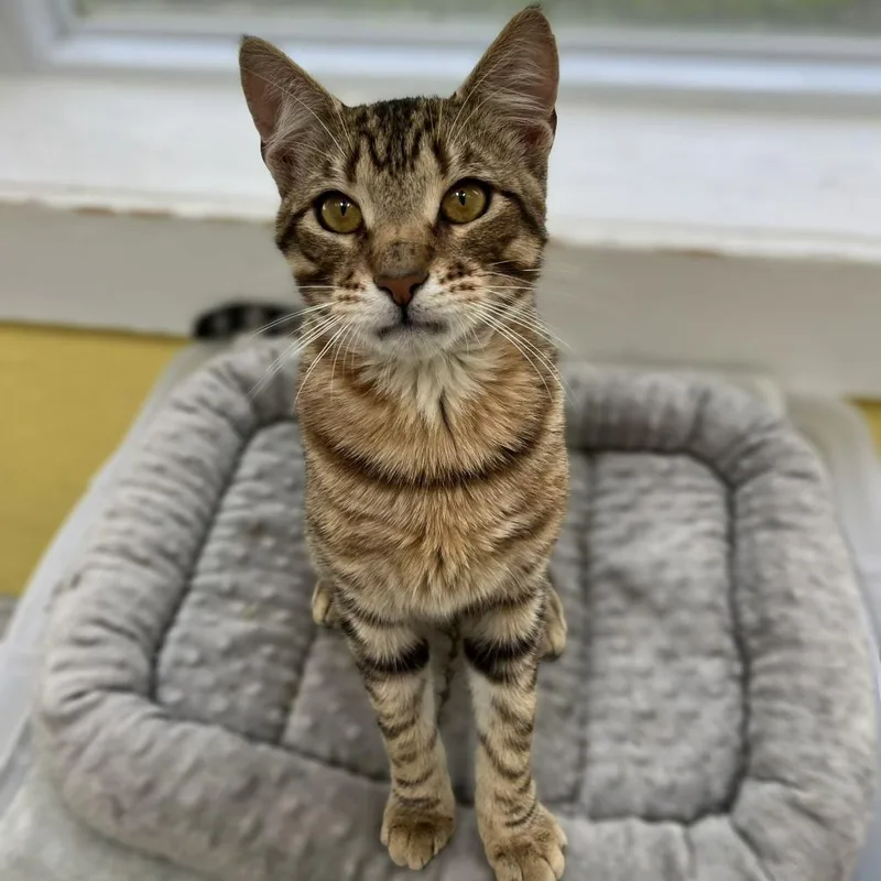 A young medium-sized male Brown / Chocolate Domestic Short Hair cat named Double O Seven for adoption in Newark, NJ